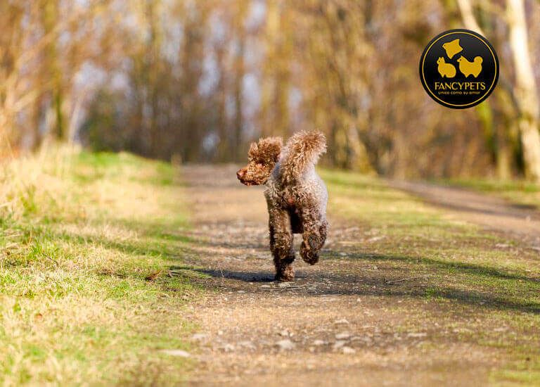 pueden los perros perdidos encontrar el camino a casa