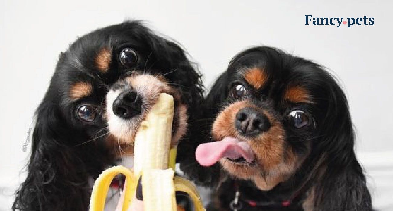 pueden los perros comer salsa de cebolla